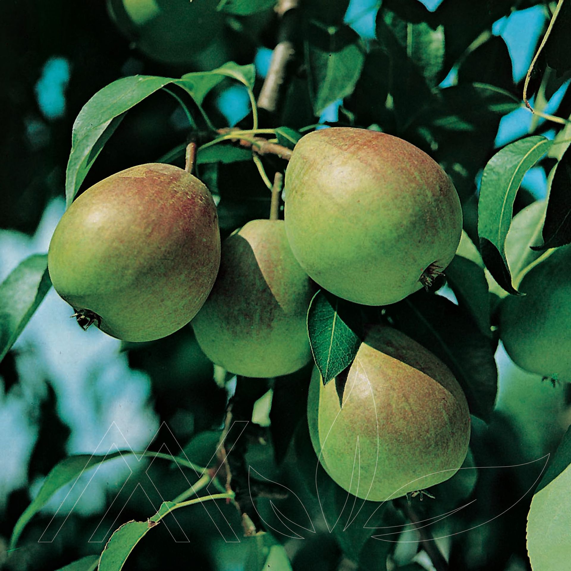 Ure Pear