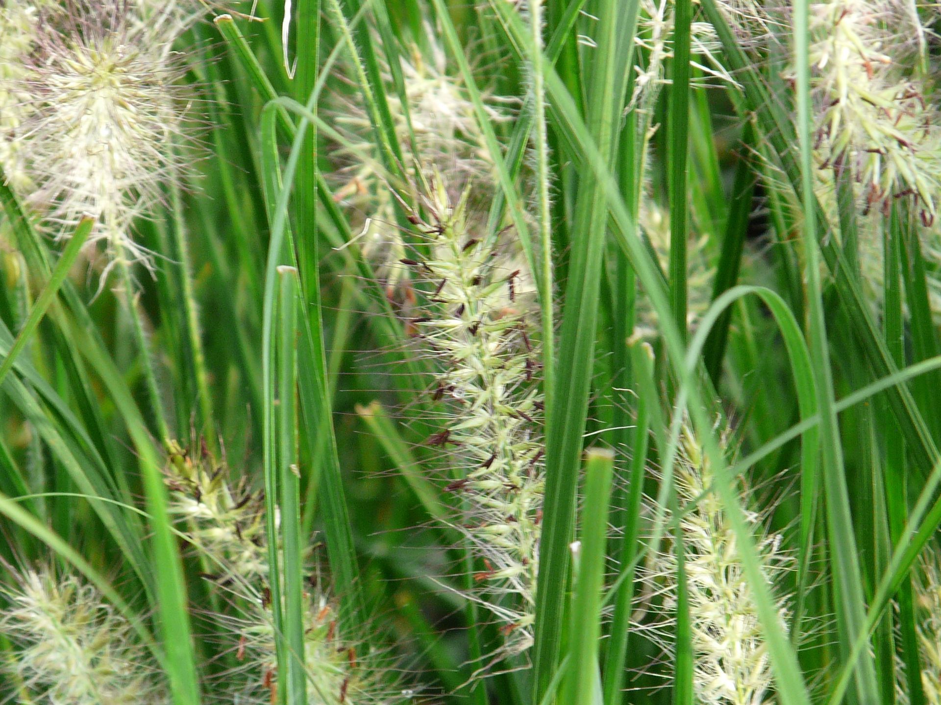 Dwarf Fountain Grass