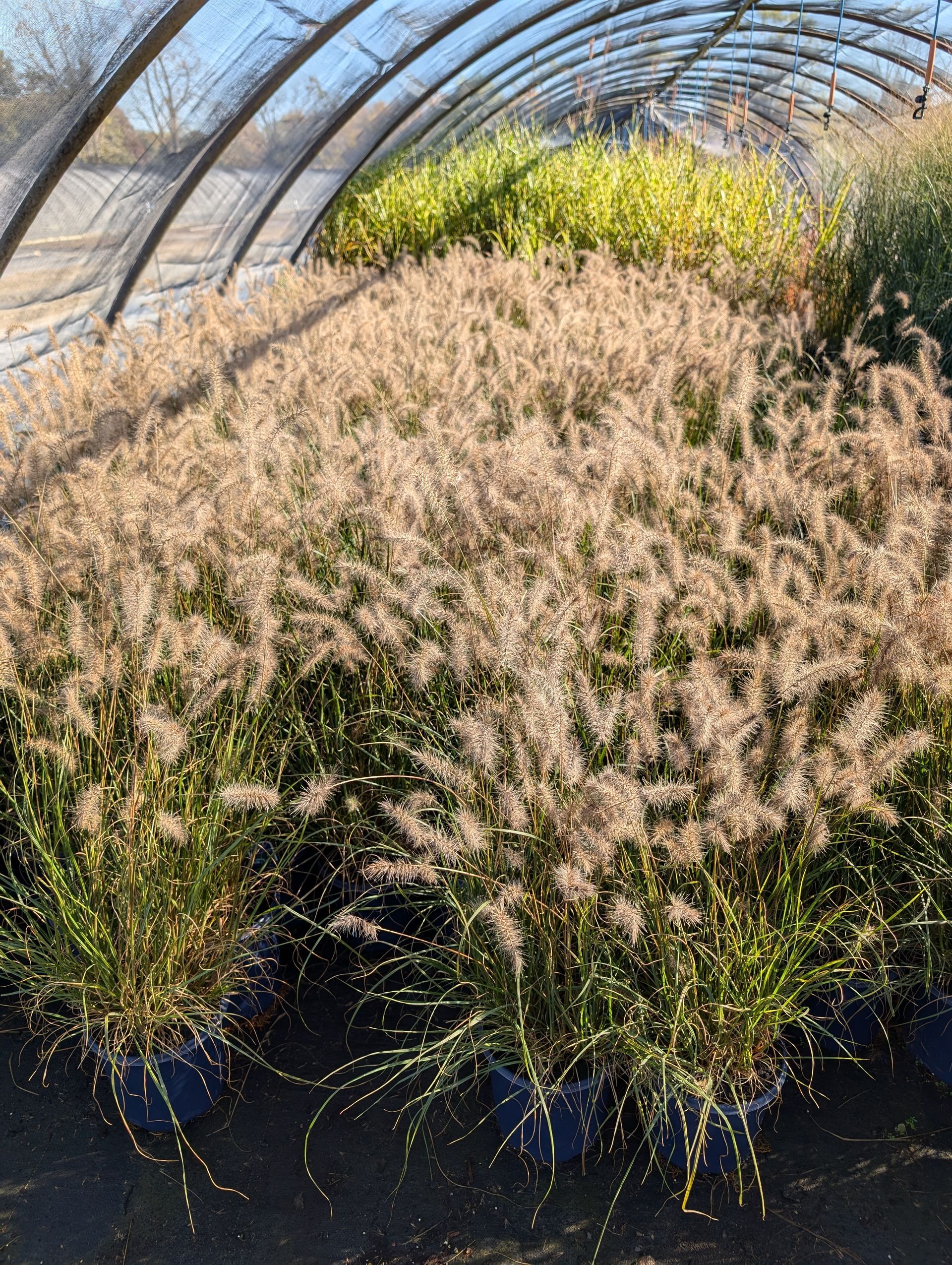 Dwarf Fountain Grass