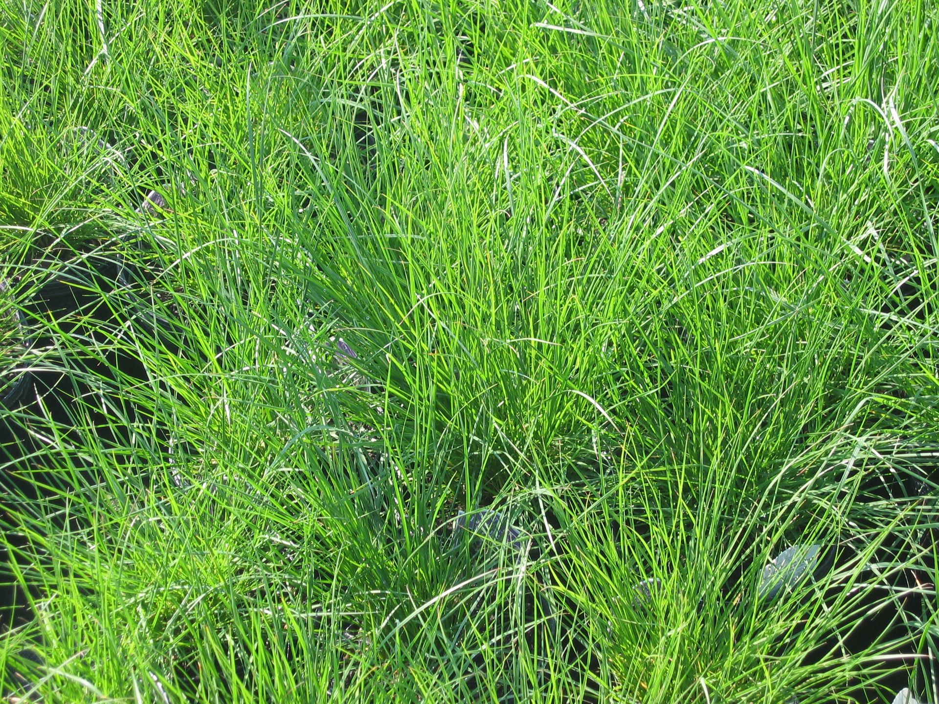 Miniature Fountain Grass