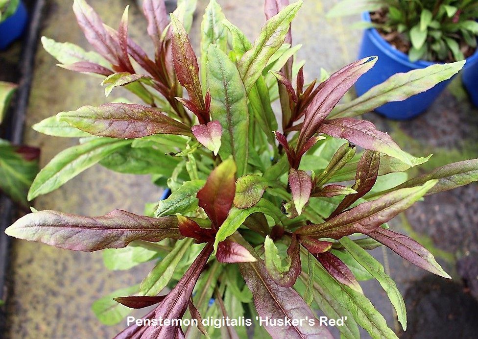 Husker Red Beardtongue