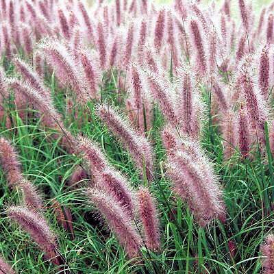 Red Head Fountain Grass