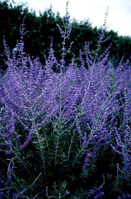 Blue Steel Russian Sage