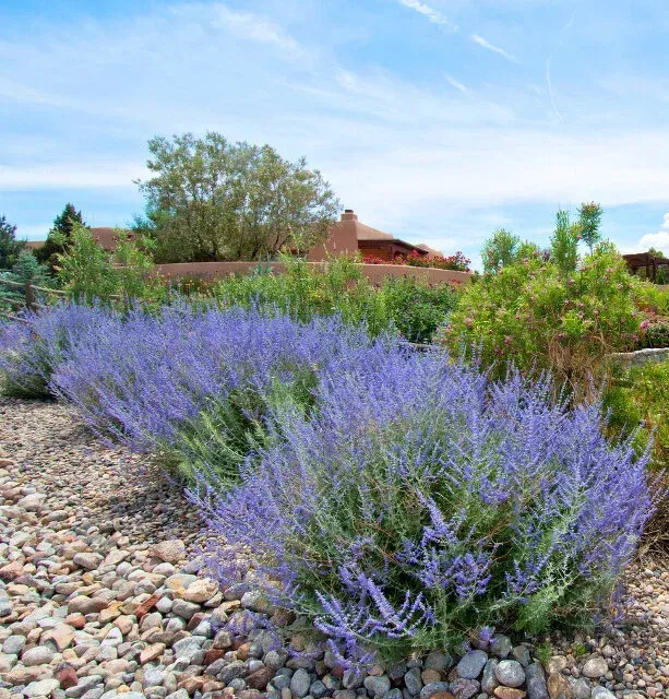 CrazyBlue Russian Sage