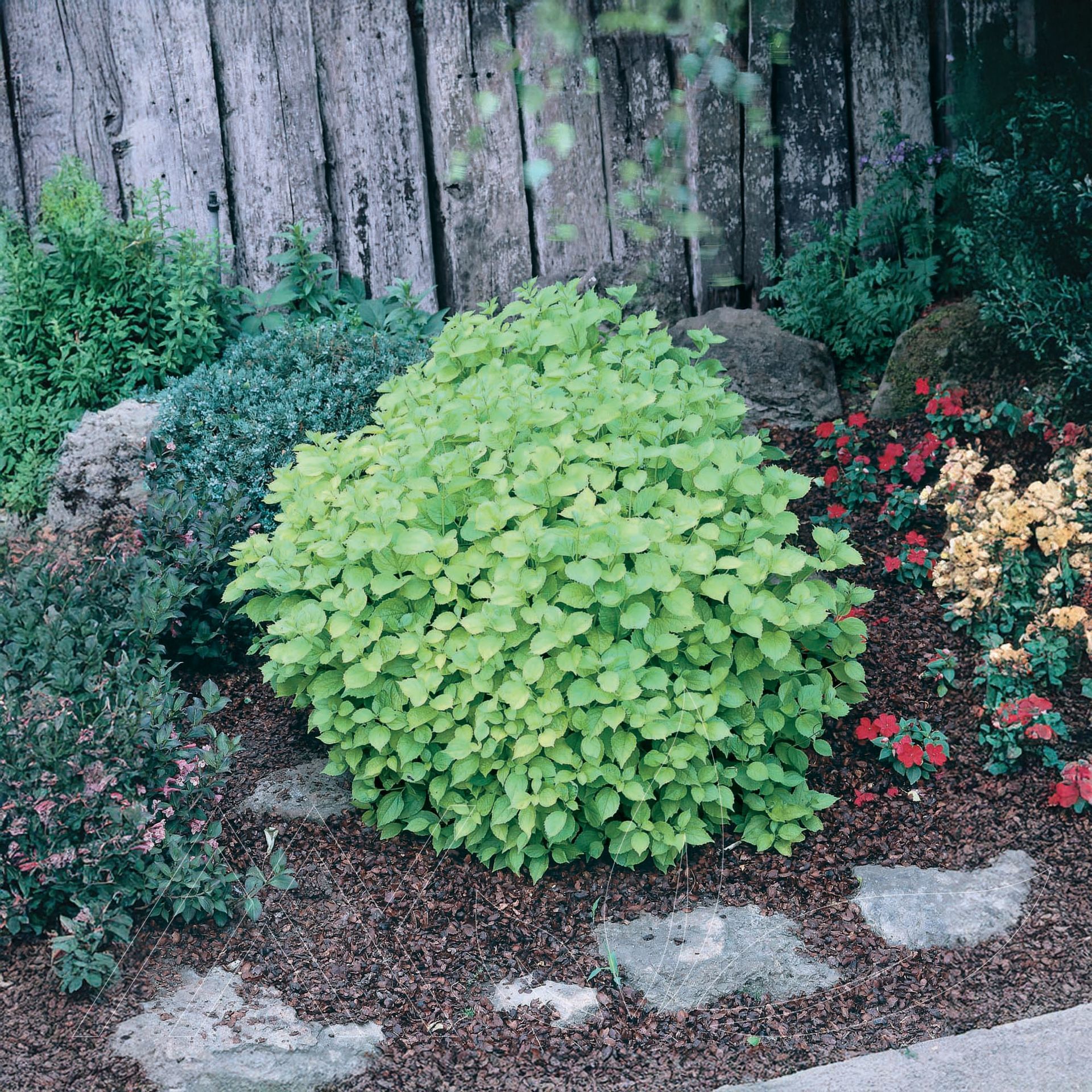 Golden Mockorange