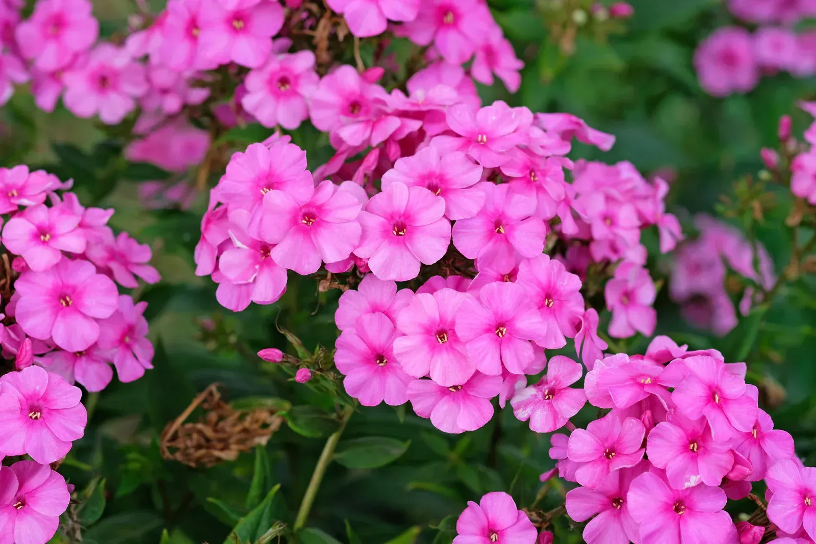 Flame™ Pink Garden Phlox