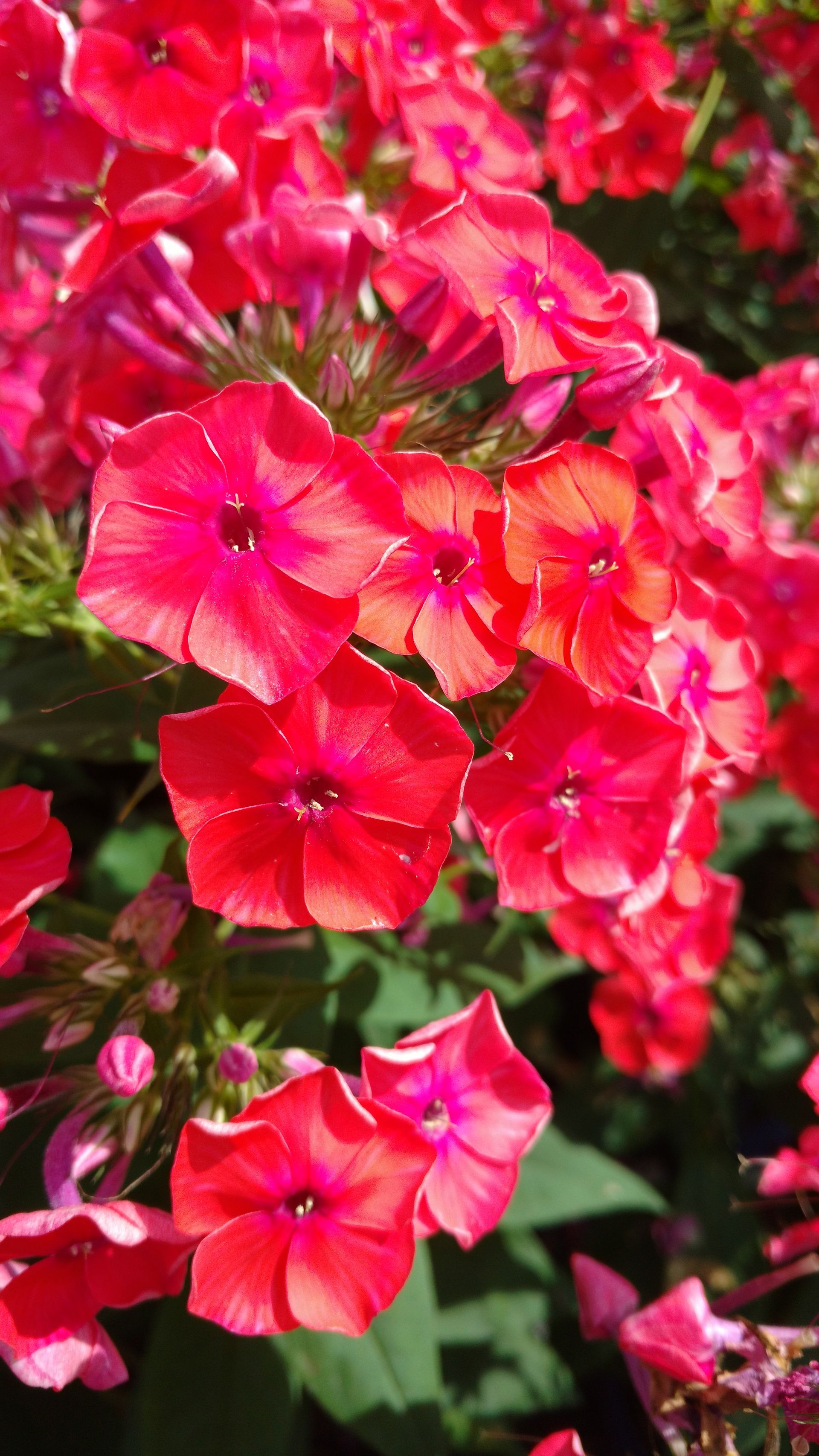 Flame™ Coral Garden Phlox