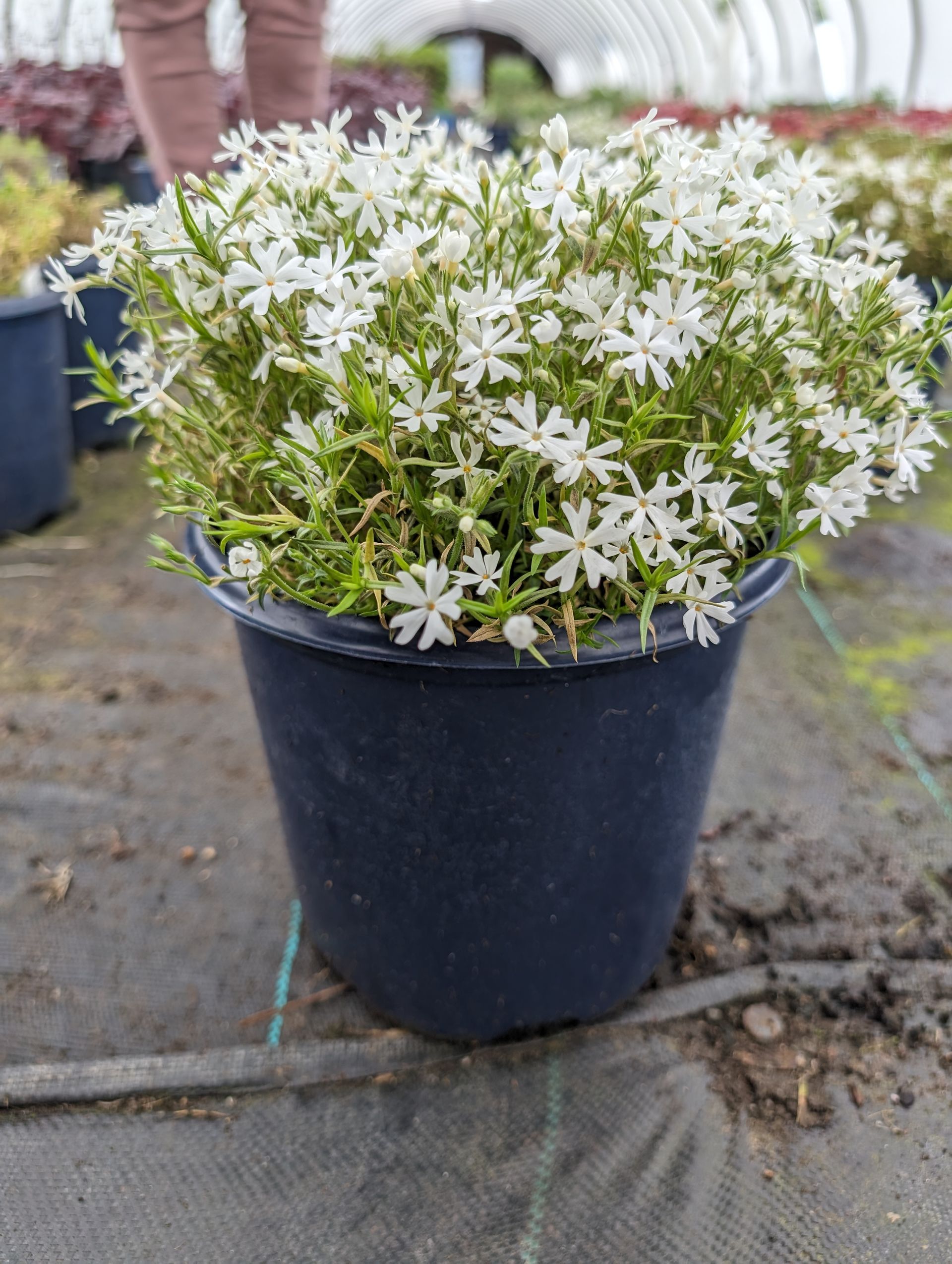 Snowflake Creeping Phlox