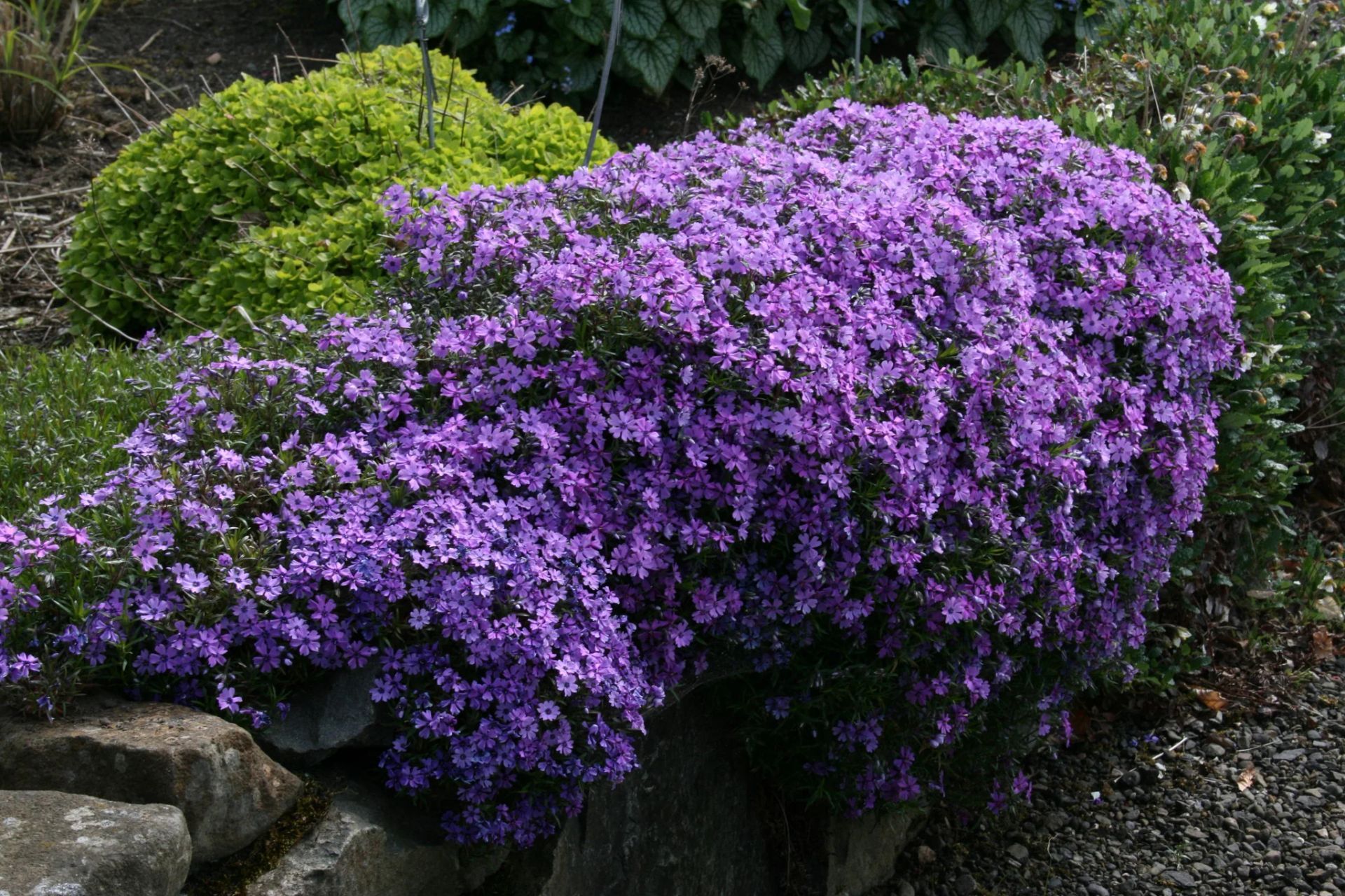 Purple Beauty Creeping Phlox