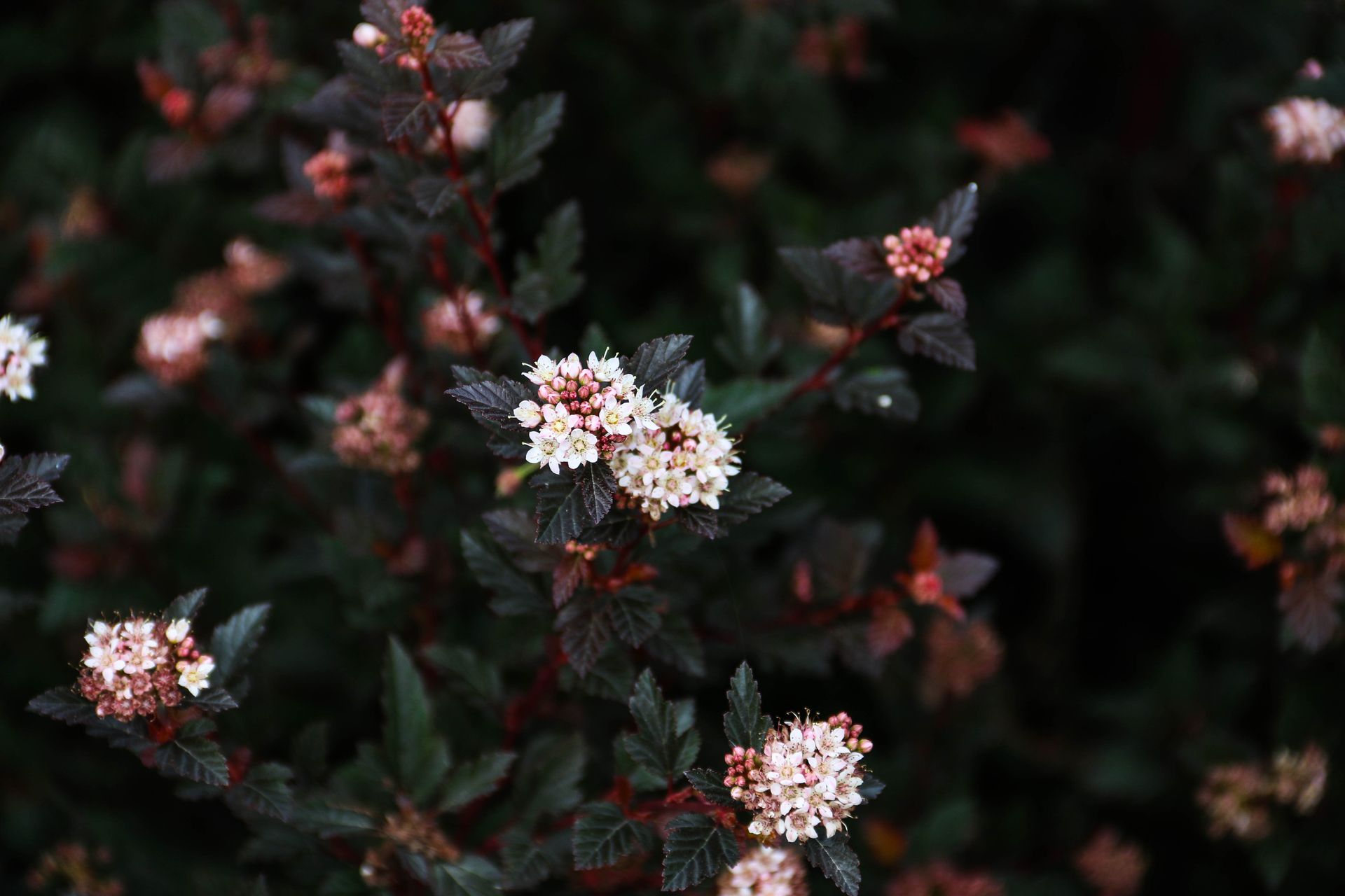 Calico Kitty™ Ninebark