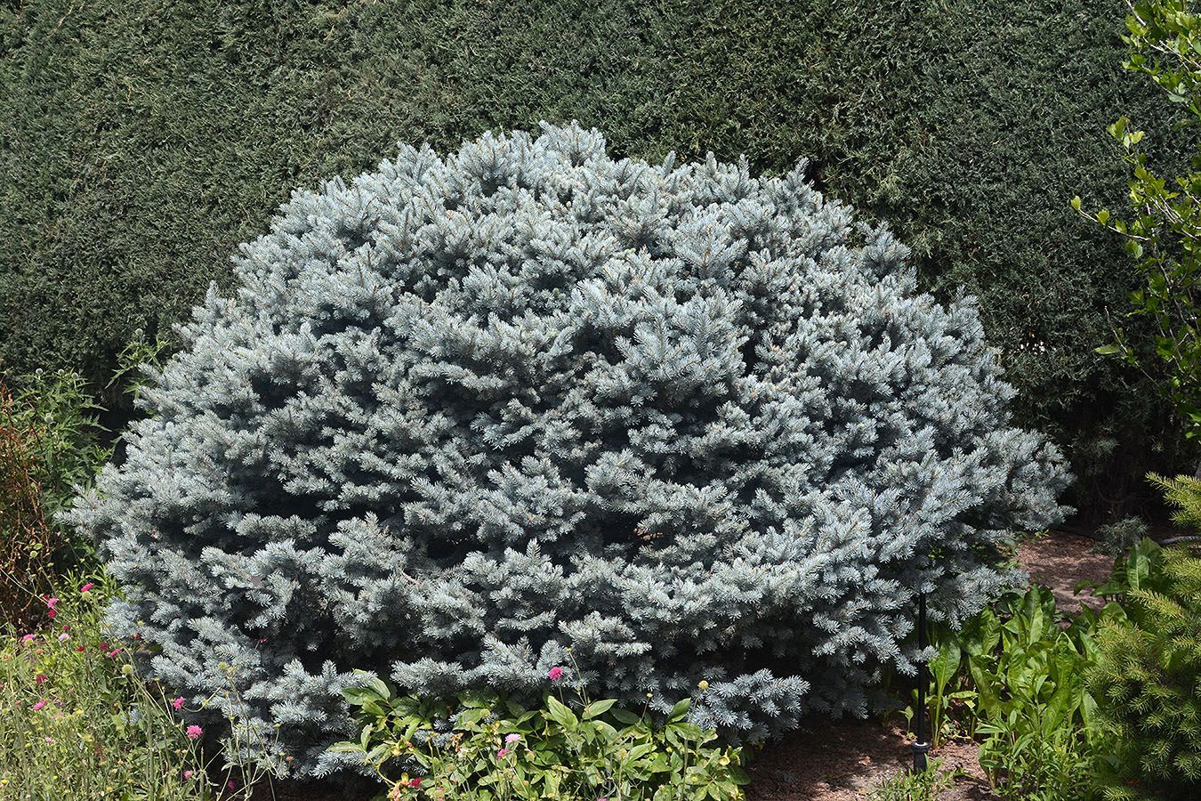 Montgomery Dwarf Blue Spruce