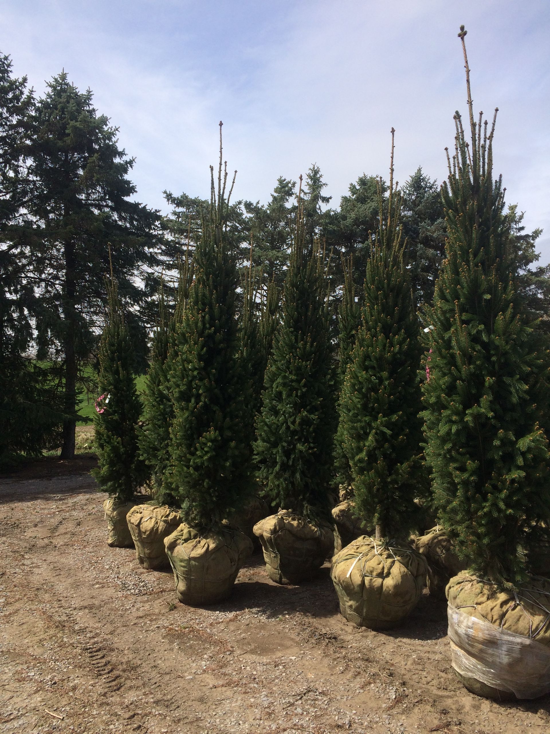 Columnar Norway Spruce