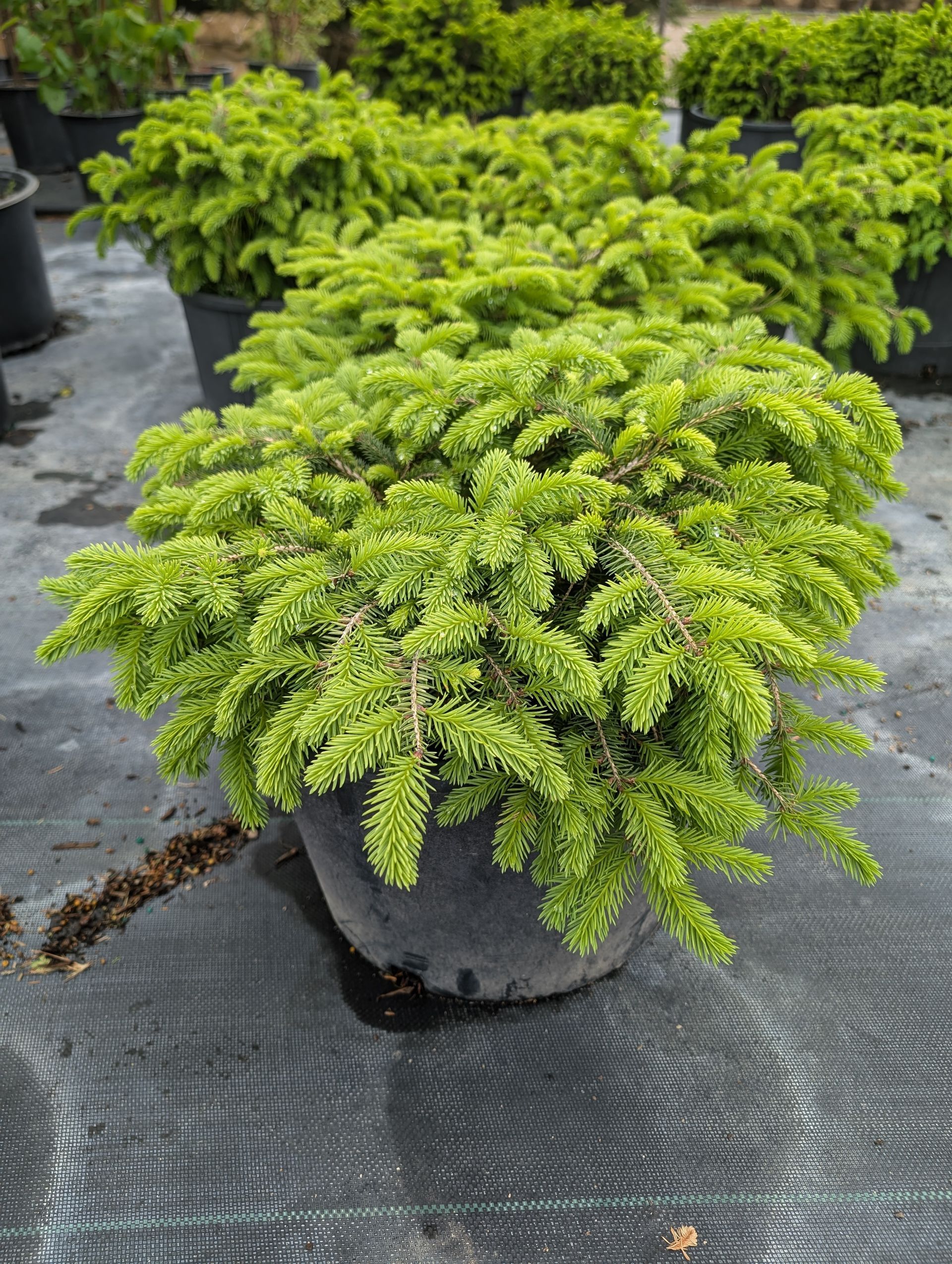 Nest Spruce