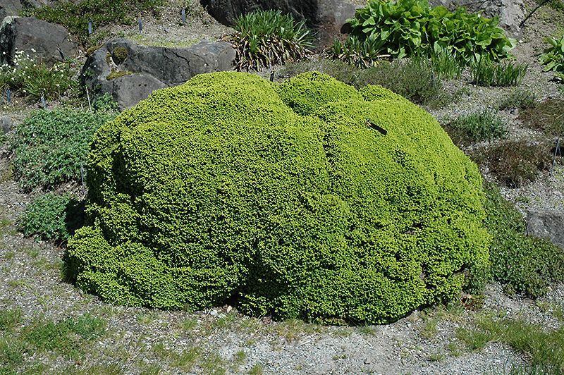 Little Gem Spruce