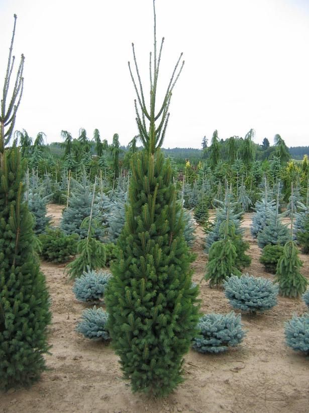 Columnar Norway Spruce