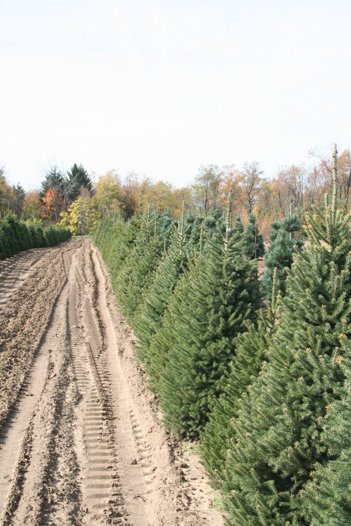 White Spruce