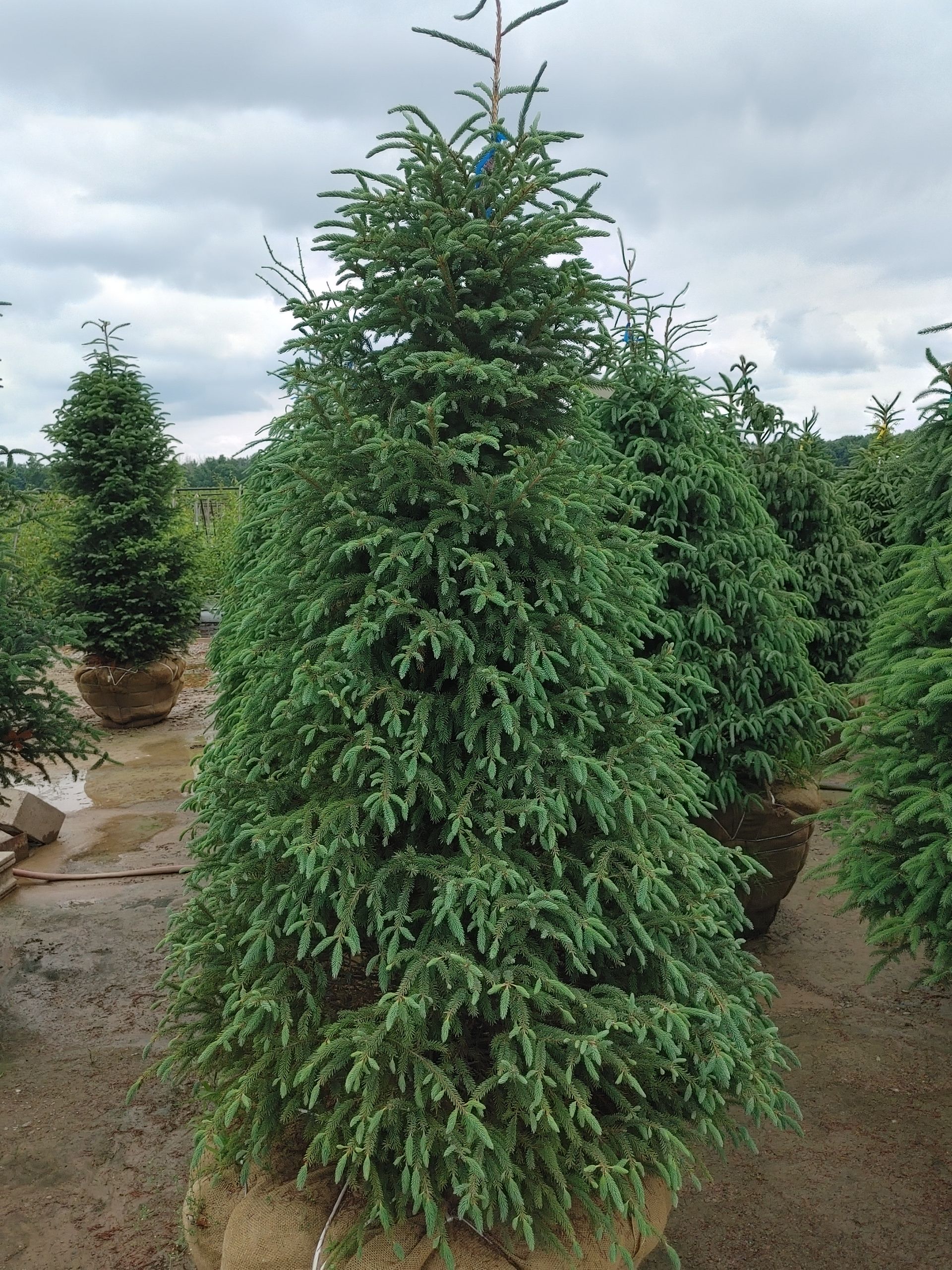 Black Spruce