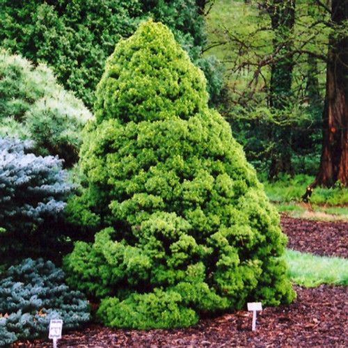 Ohlendorf Spruce