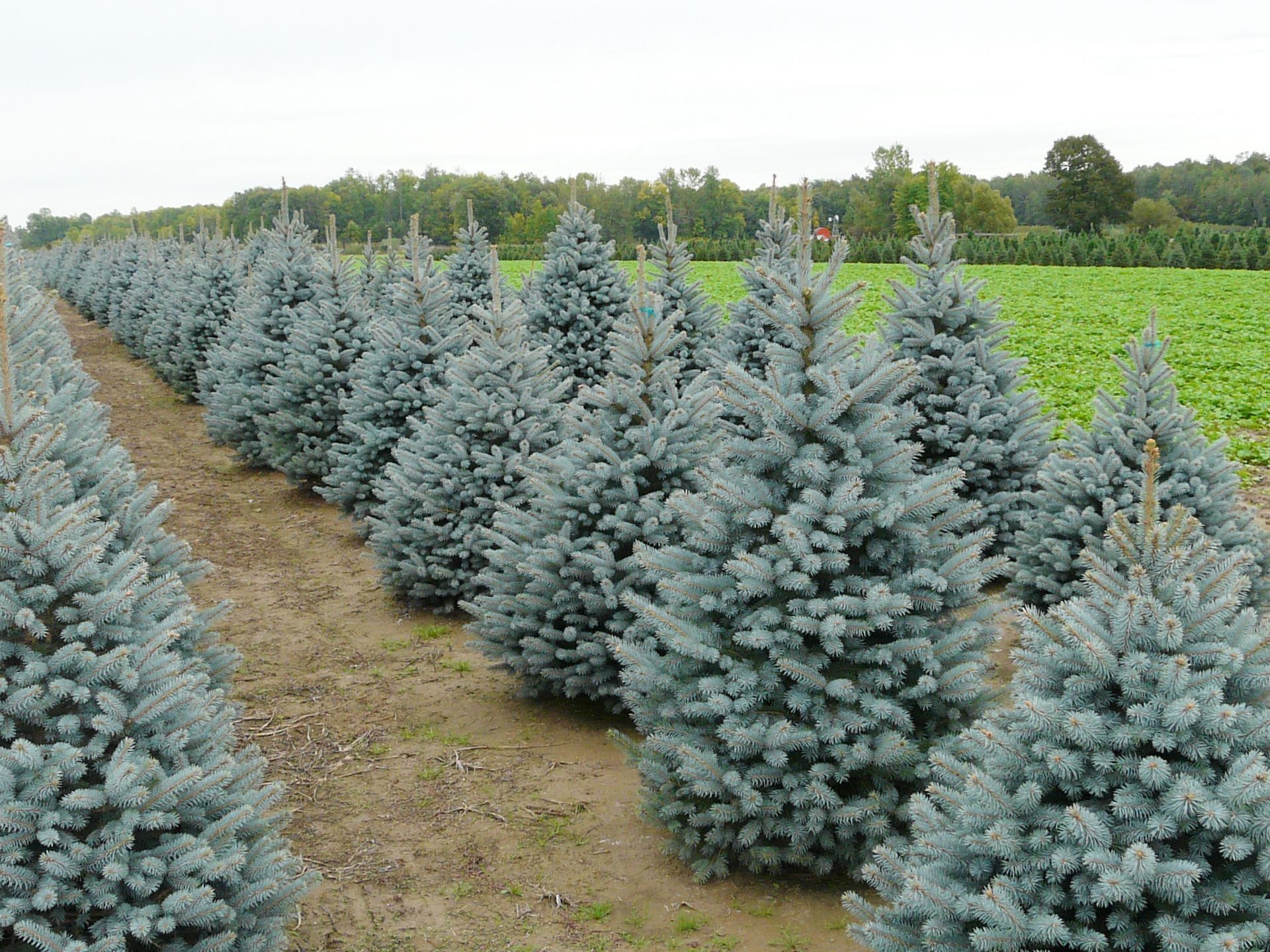 Baby Blue Spruce