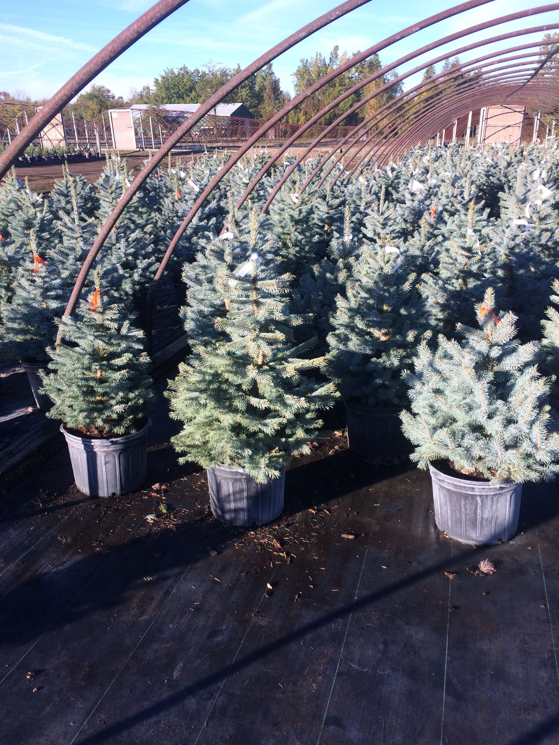 Baby Blue Spruce