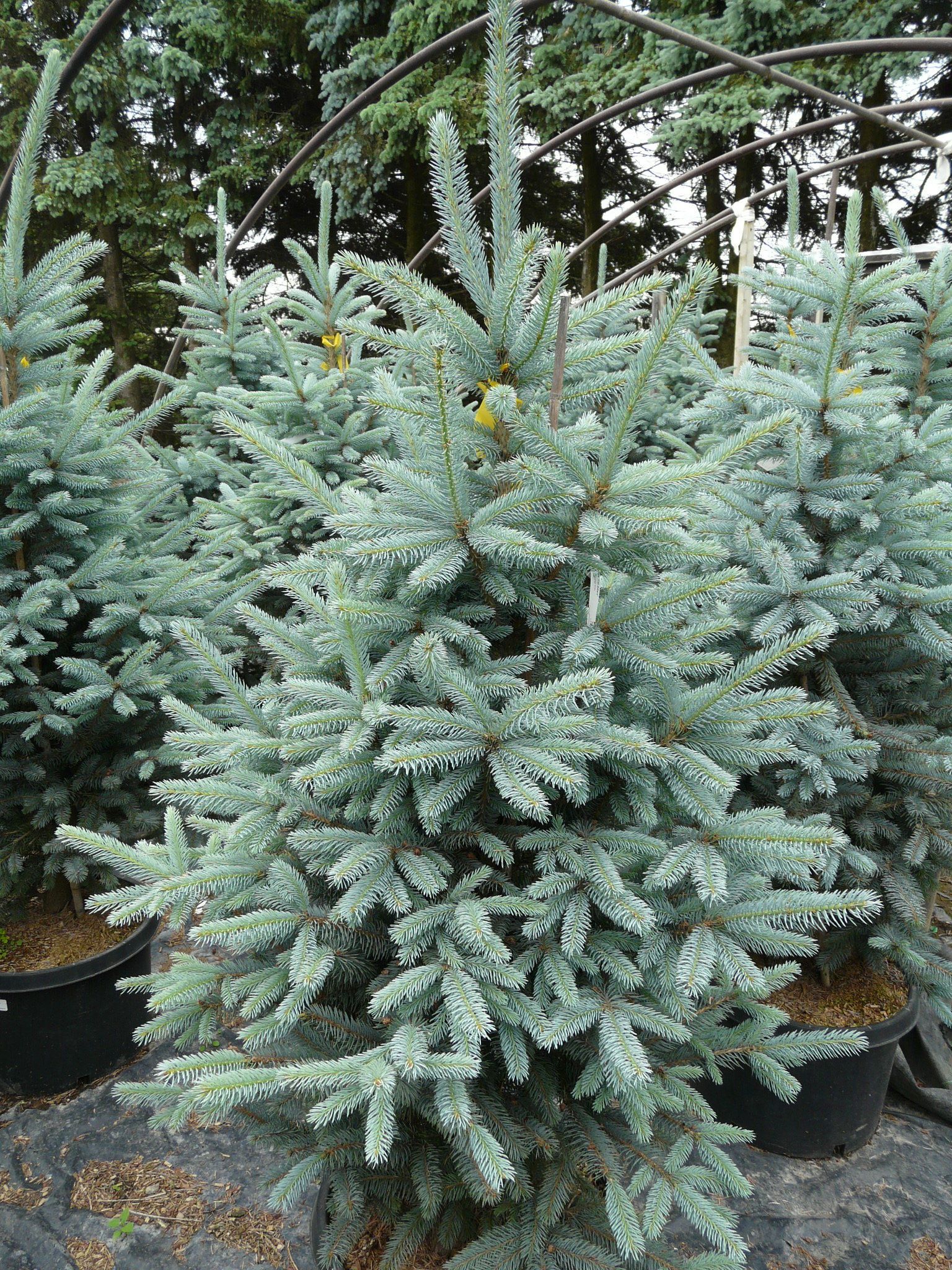 Fat Albert Spruce