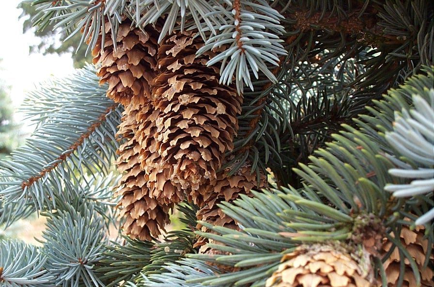 Colorado Blue Spruce