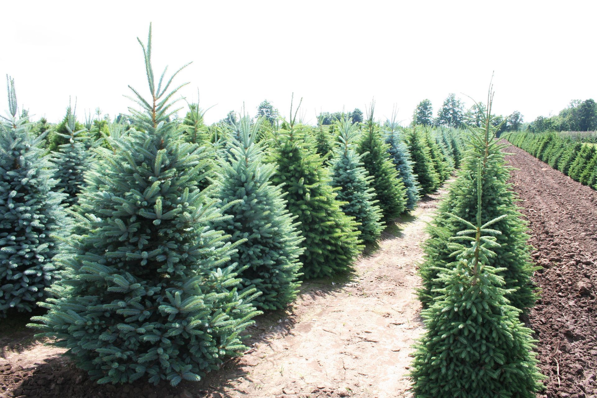 Colorado Spruce