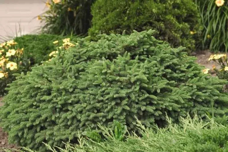Pumila Spruce