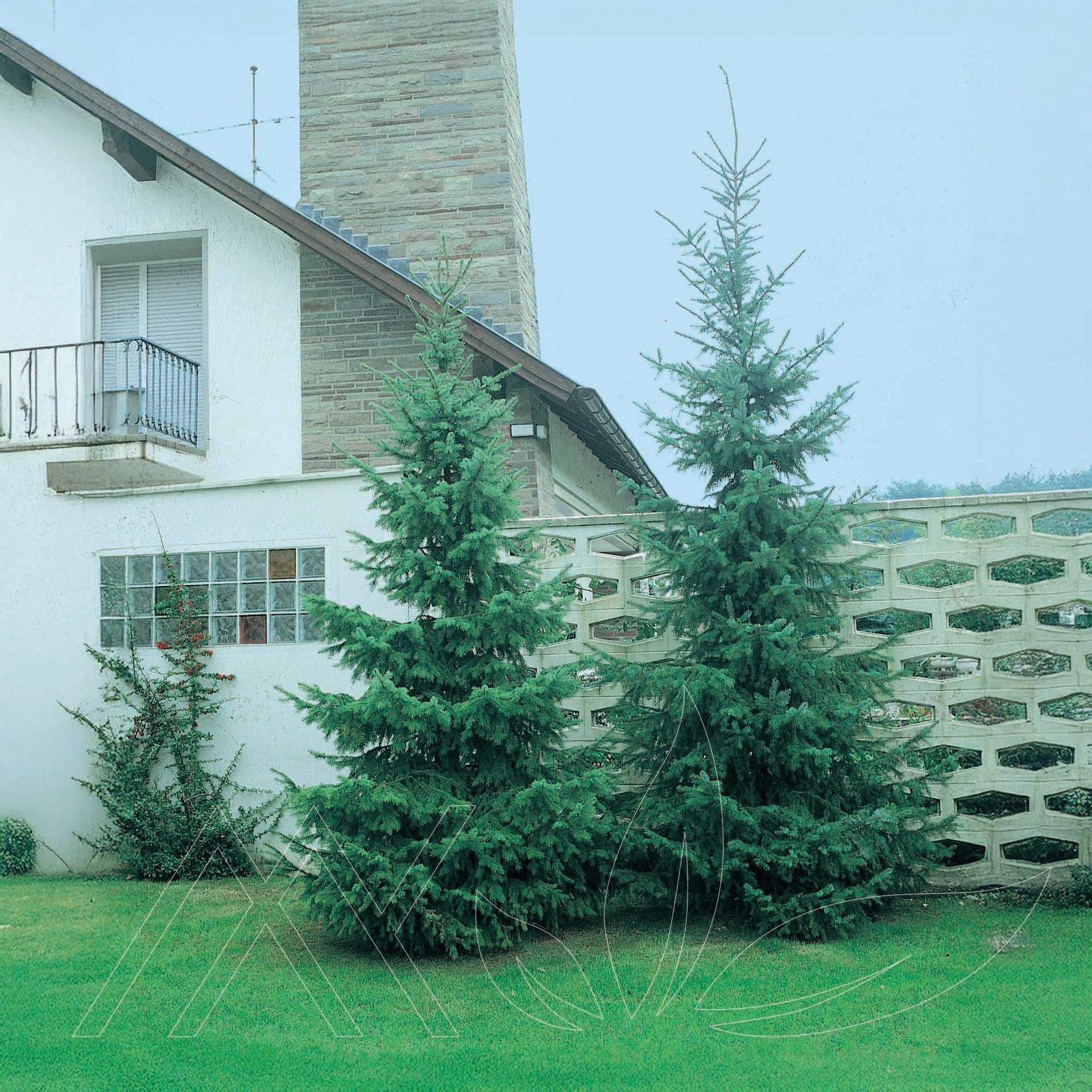 Serbian Spruce