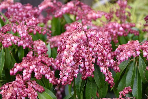 Katsura Japanese Andromeda