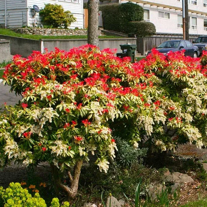 Mountain Fire Japanese Andromeda