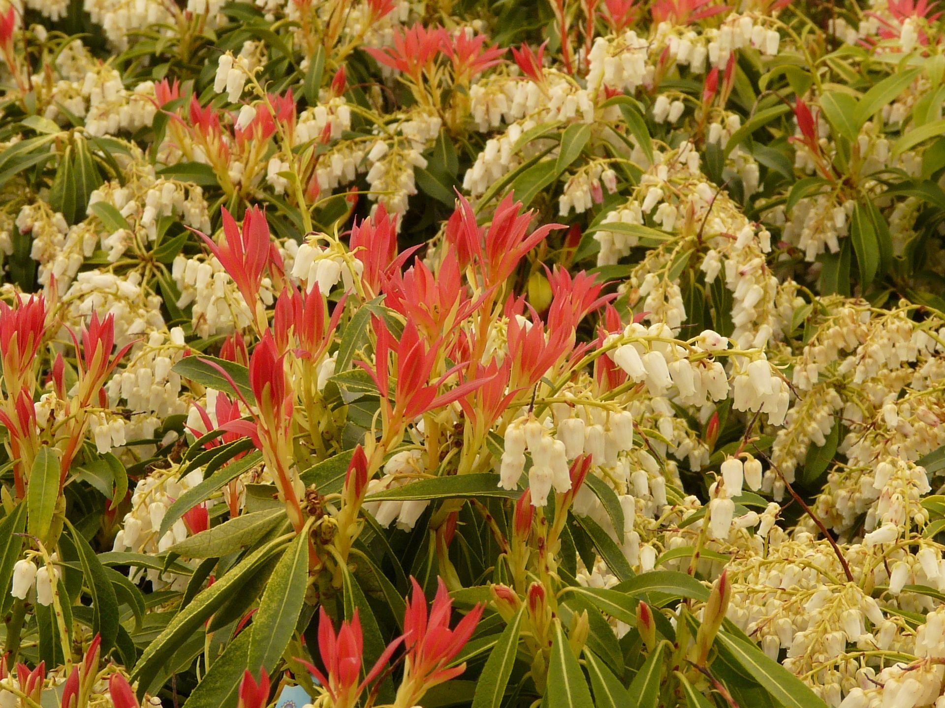 Mountain Fire Japanese Andromeda