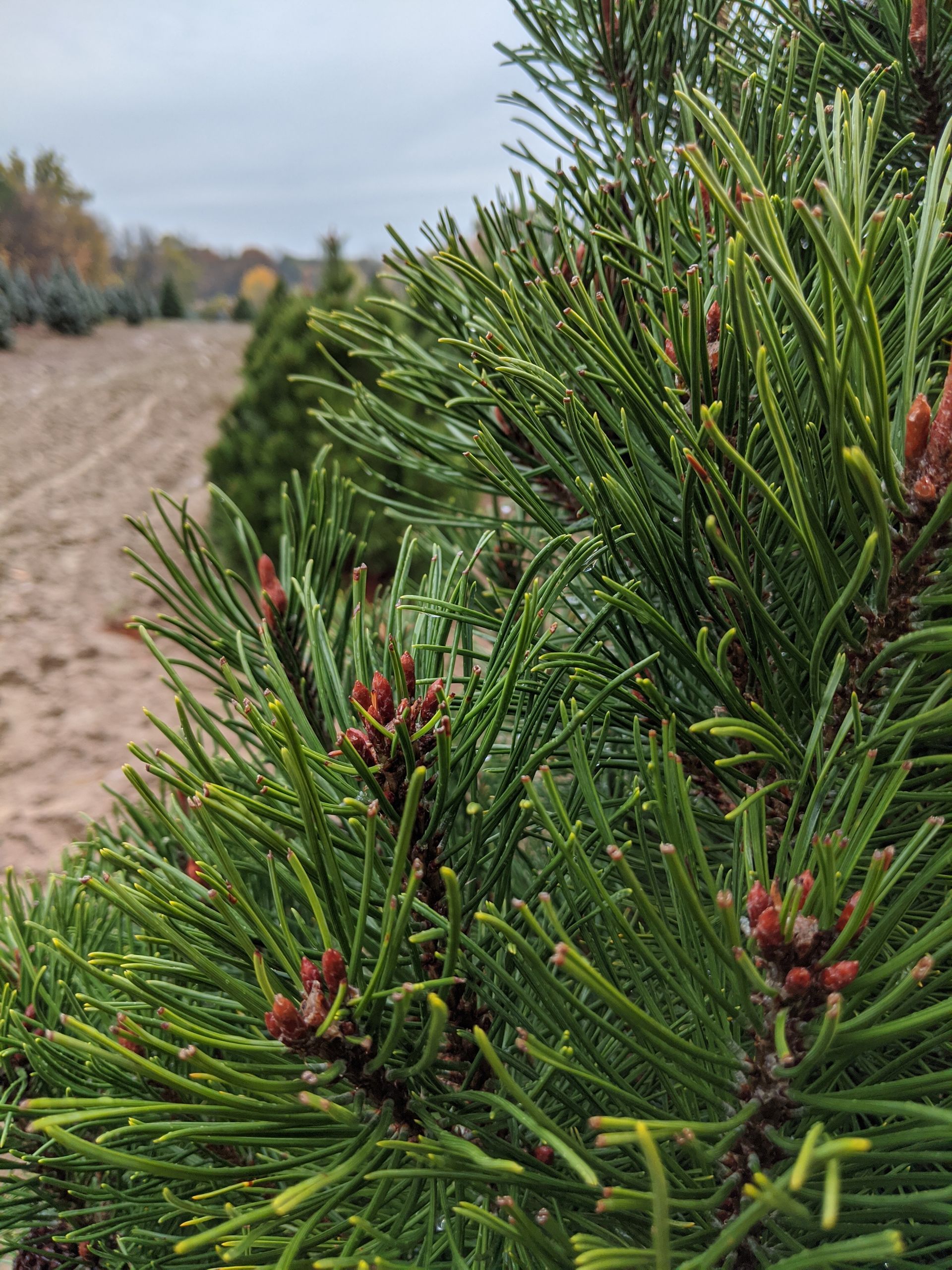 Privacy Pine
