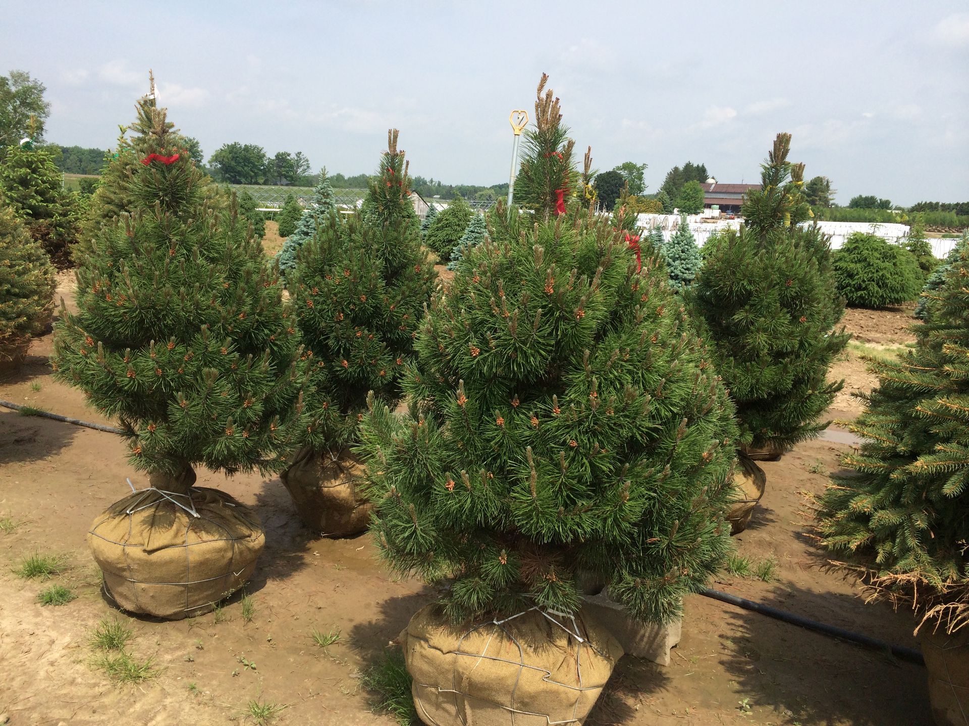 Privacy Pine