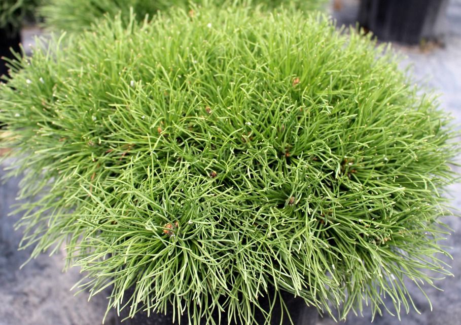 Dwarf Mugo Pine