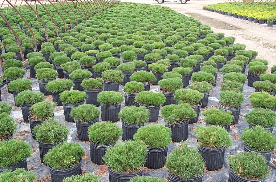 Dwarf Mugo Pine