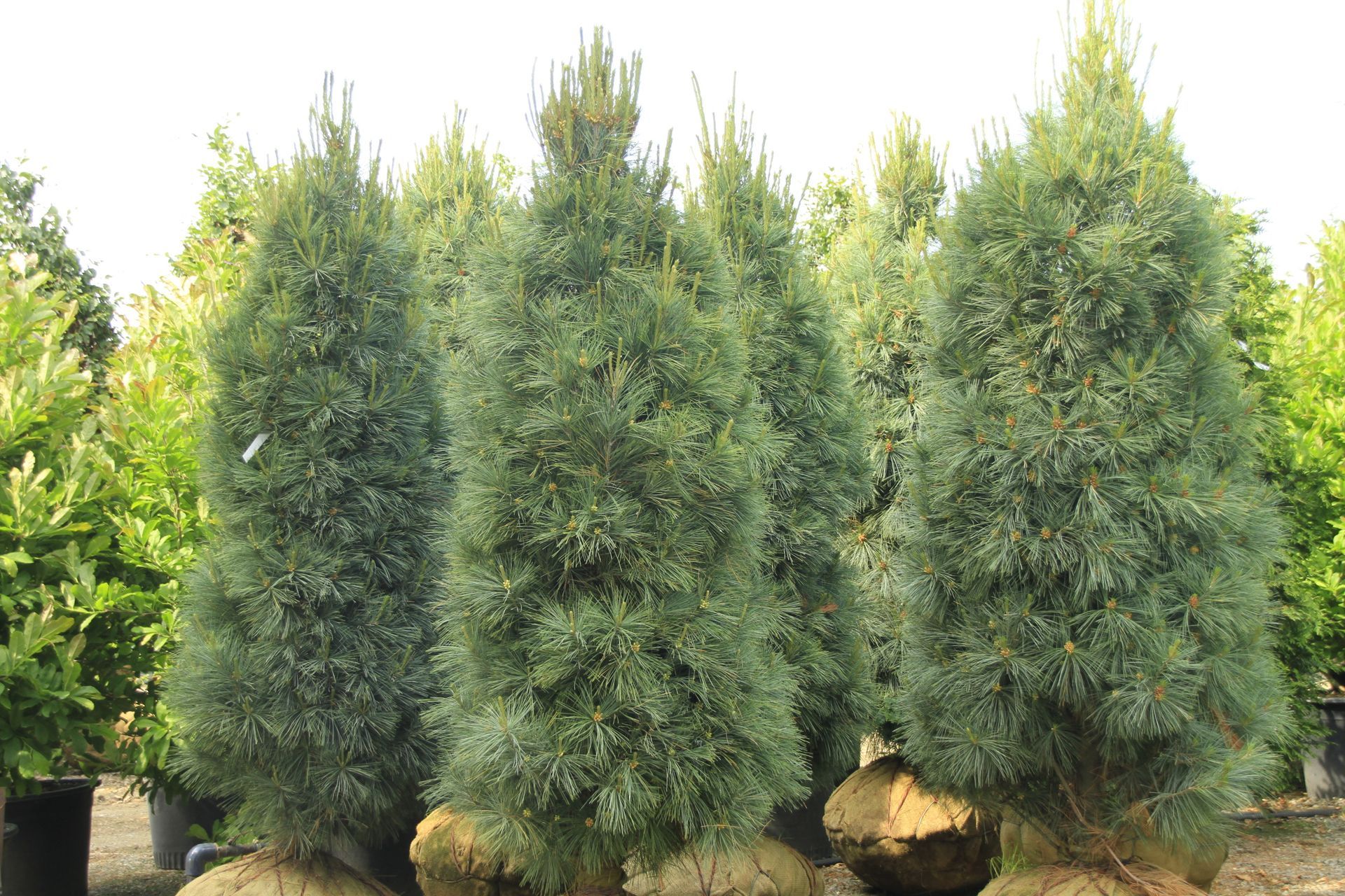 Pyrmidal White Pine