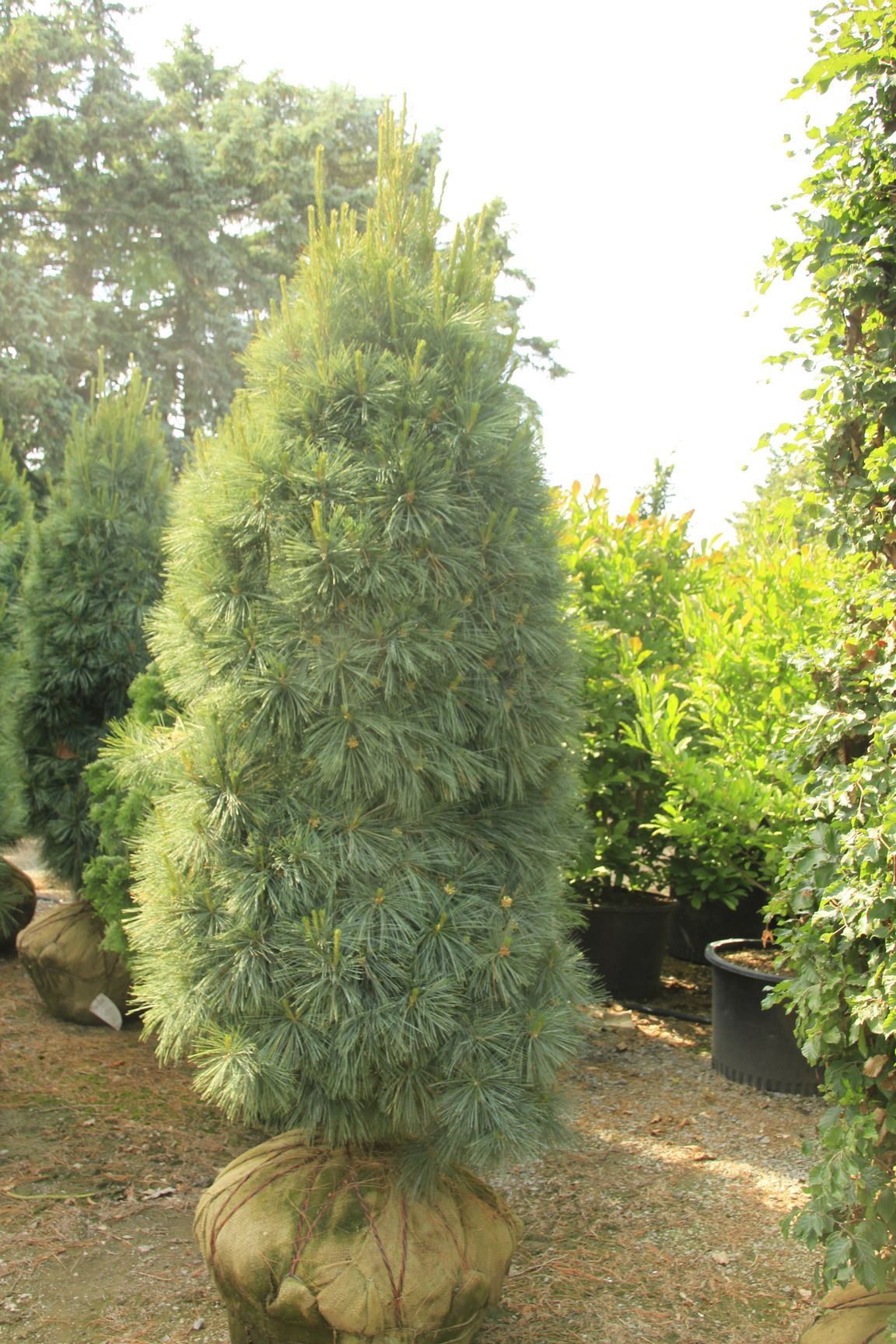 Pyrmidal White Pine