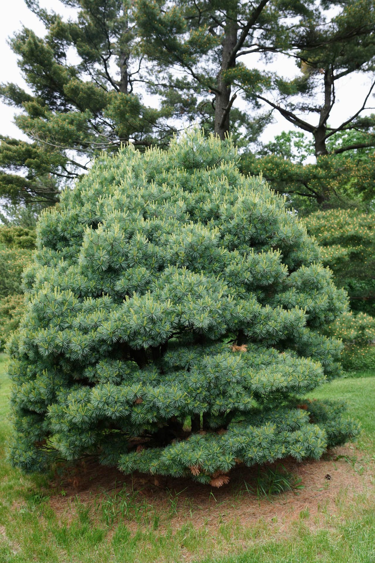 Blue Shag White Pine
