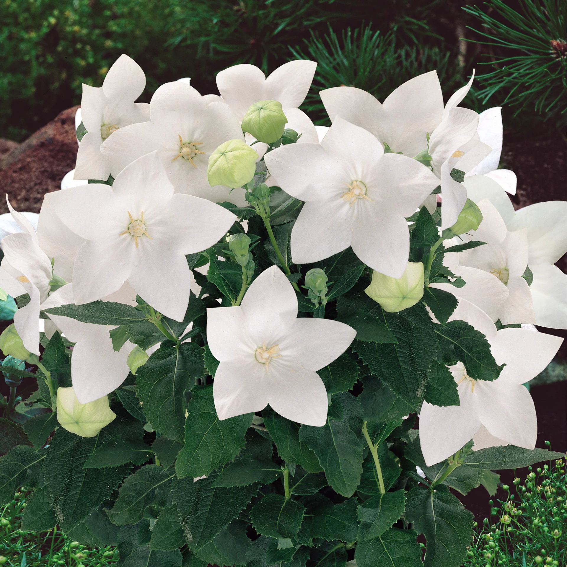 Astra White Balloon Flower