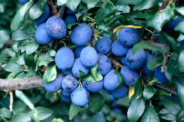 Blue Damson Plum