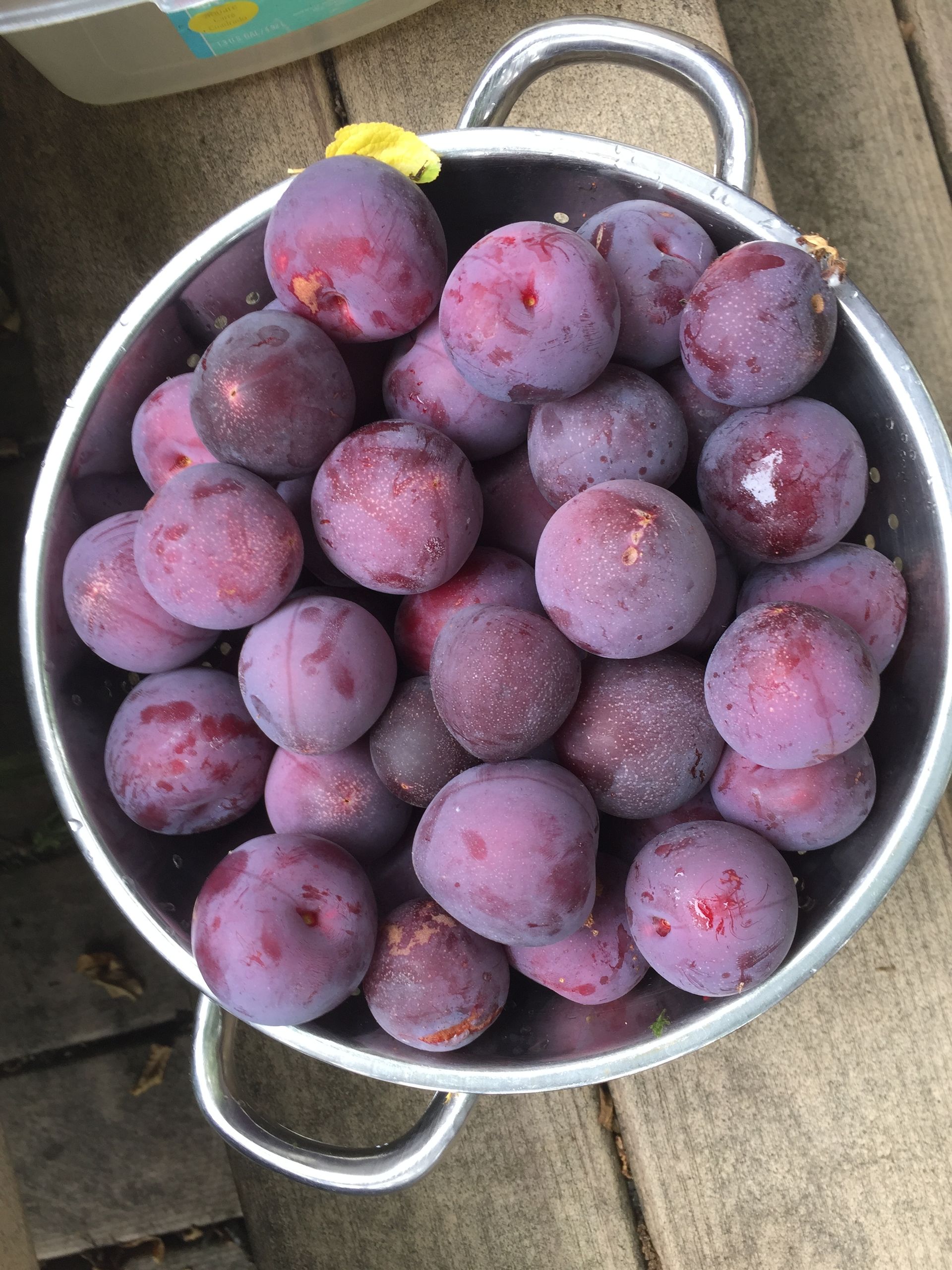 Methley Plum