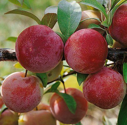 Pembina Plum