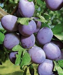 Stanley Plum