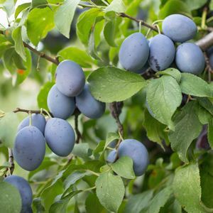 Italian Prune Plum