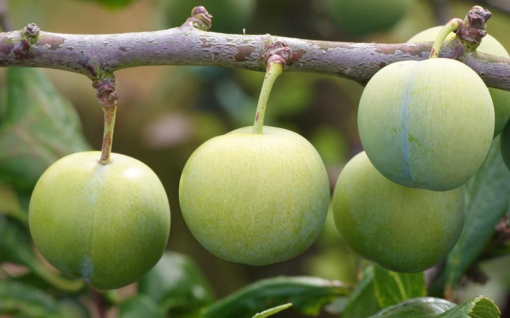 Green Gage Plum