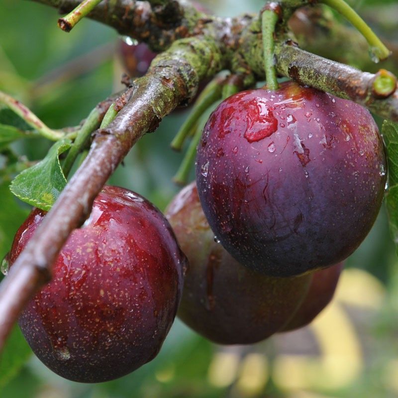 Stanley Plum