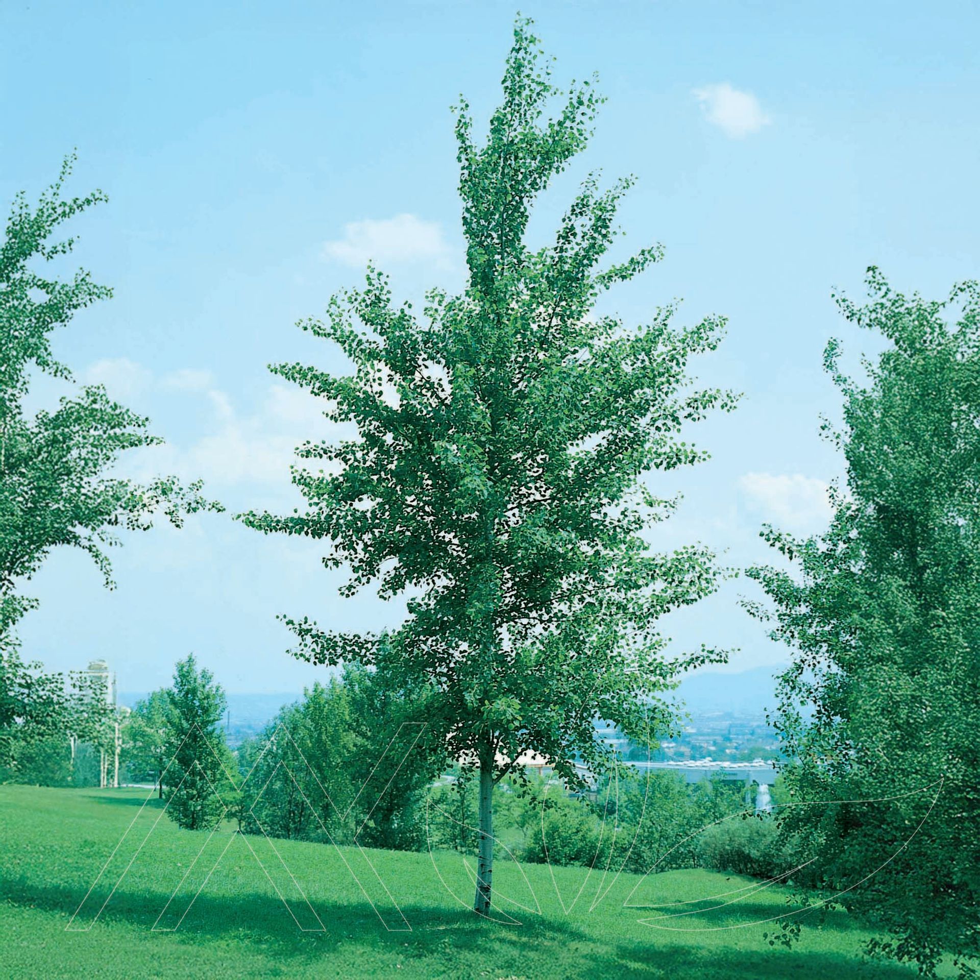 Trembling Aspen