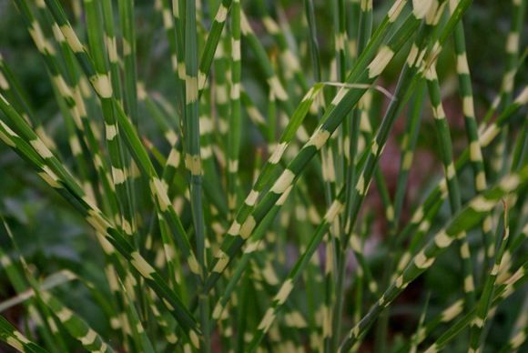 Porcupine Grass