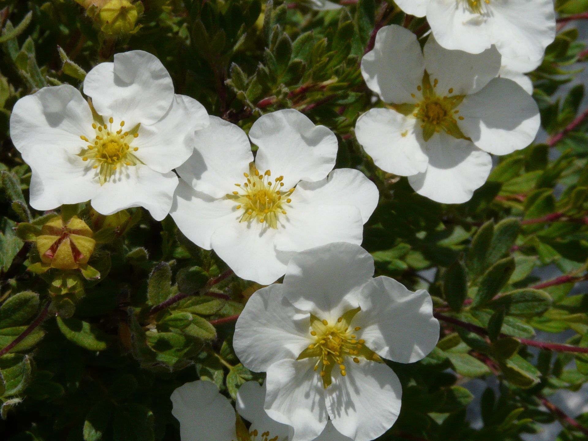Abbotswood Cinquefoil